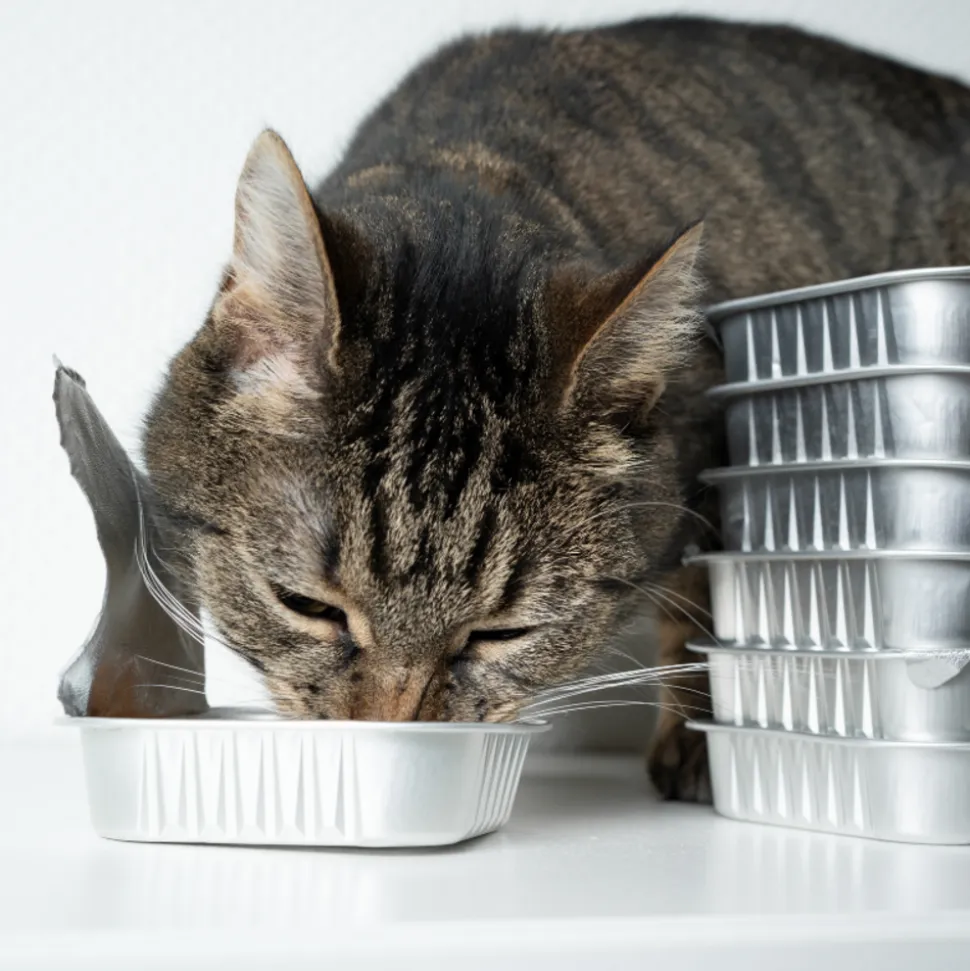 CARNILOVE - Carnilove - friandises sans céréales au poulet pour chat 50g