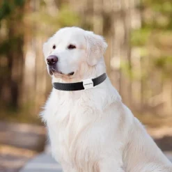 Collier de suivi gps intelligent et étanche pour chats et chiens