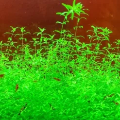 DOWNYPAWS - Graines d'herbe aquatique hemianthus micranthemoides