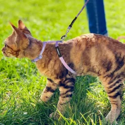 DOWNYPAWS - Harnachement et laisse pour chat s