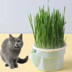 DOWNYPAWS - Herbe à chat hydroponique sans sol - pour combattre les boules de poils snack pour chat