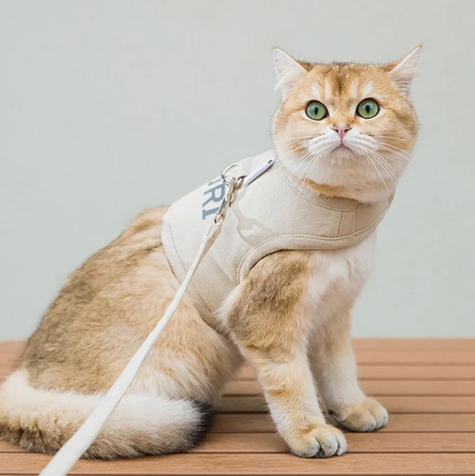 DOWNYPAWS - Laisse et harnais pour chat-l