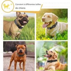 DOWNYPAWS - Réfléchissant collier pour chien
