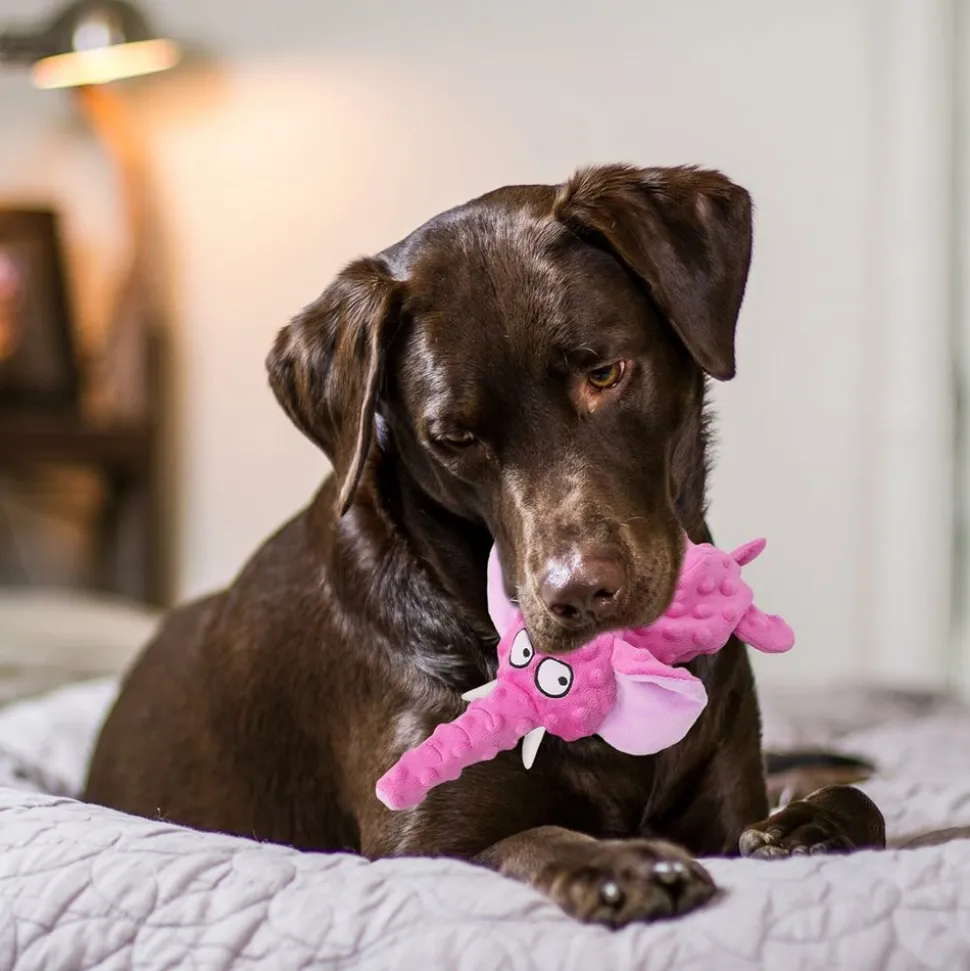 DTOPBUYAGE - Dtopbuyage jouet pour chien - en peluche, interactif