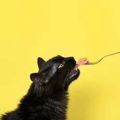 EUKANUBA - Eukanuba - croquettes sans céréales au saumon pour chat 10kg