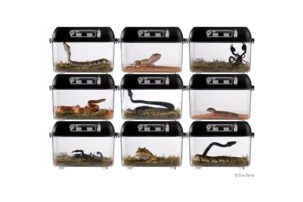 EXO TERRA - Boite d'élevage - breeding box - large - boîte de transport ou d'élevage pour reptiles (lézards, serpents, tortues), amphibiens