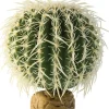 EXO TERRA - Décoration plante cactus oursin petit