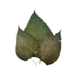 GIOIASHRIMP - 10 feuilles de mûrier pour crevettes - 5g