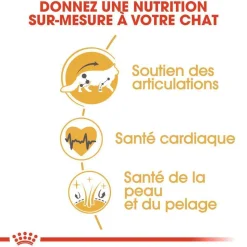 ROYAL CANIN - Croquettes chat Maine Coon Adulte à partir de 15 mois 4kg