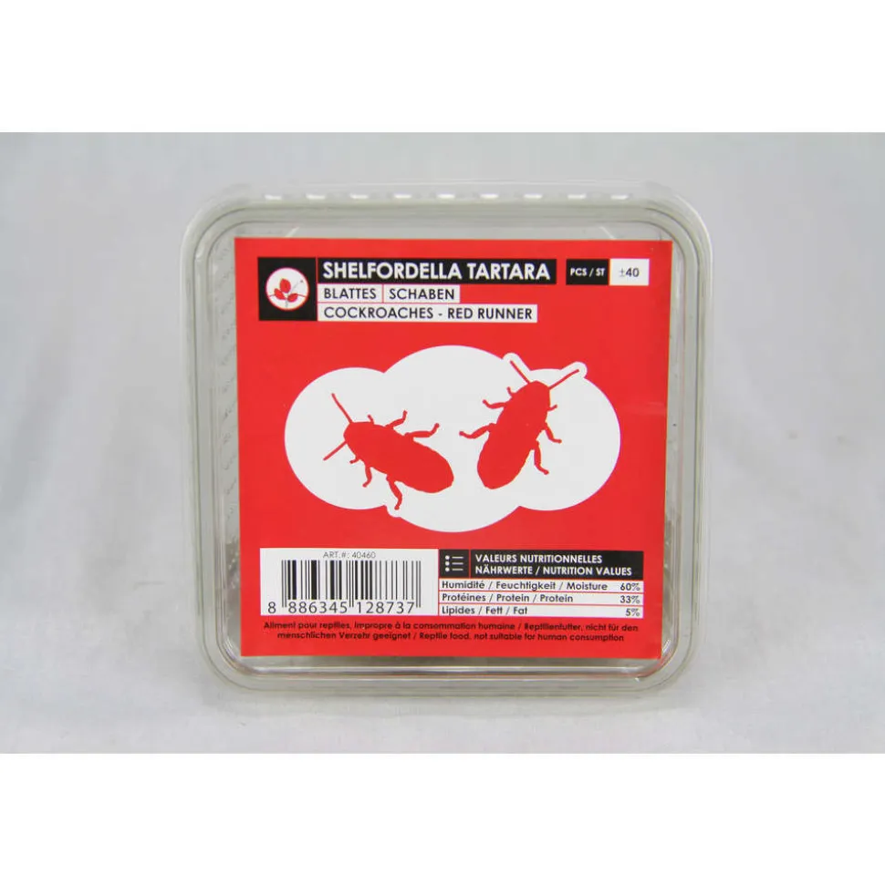 STOFFELS - Blattes pour alimentation reptiles, taille M, 12 pièces
