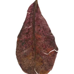 ZOLUX - Feuilles de Catappa leaves pour aquarium - x14 pièces