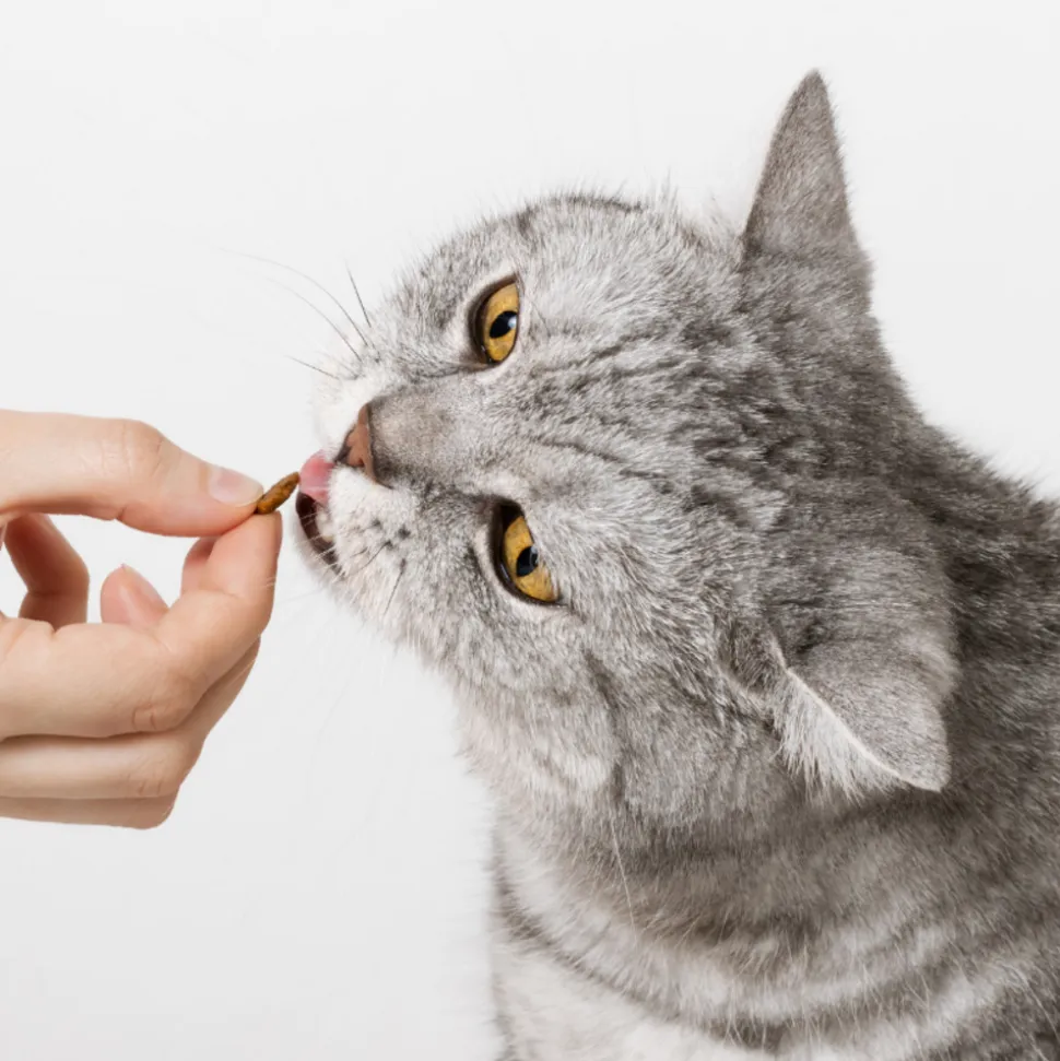 ALMO NATURE - Almo nature - croquettes holistic maintenance au poisson pour chat 2kg