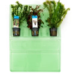 BLOOMIQUE - Set de 3 - plantes d'aquarium véritables - accessoires d'aquarium - hauteur 15-20 cm
