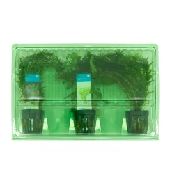 BLOOMIQUE - Set de 3 - plantes d'aquarium véritables - accessoires d'aquarium - hauteur 15-20 cm