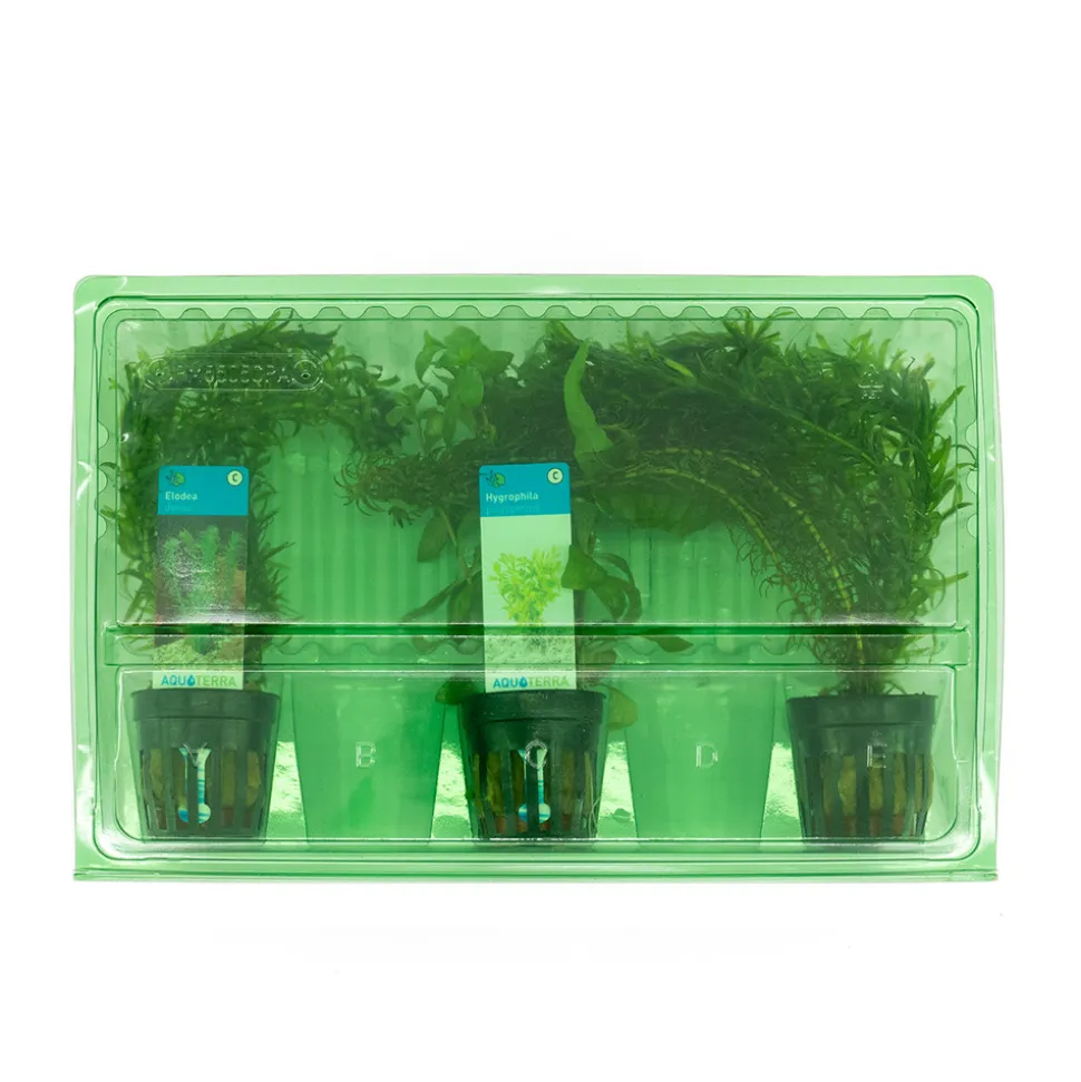 BLOOMIQUE - Set de 3 - plantes d'aquarium véritables - accessoires d'aquarium - hauteur 15-20 cm