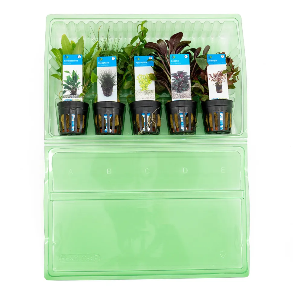 BLOOMIQUE - Set de 5 - plantes d'aquarium véritables - plantes aquatiques - purifiantes - hauteur 15-20 cm
