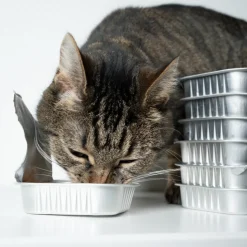 CARNILOVE - Carnilove - friandises sans céréales au poulet pour chat 50g