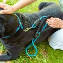 Collier semi-étranglé pour chiens sport extreme cs13/60, longe en nylon robuste, ajustable, azur-bleu