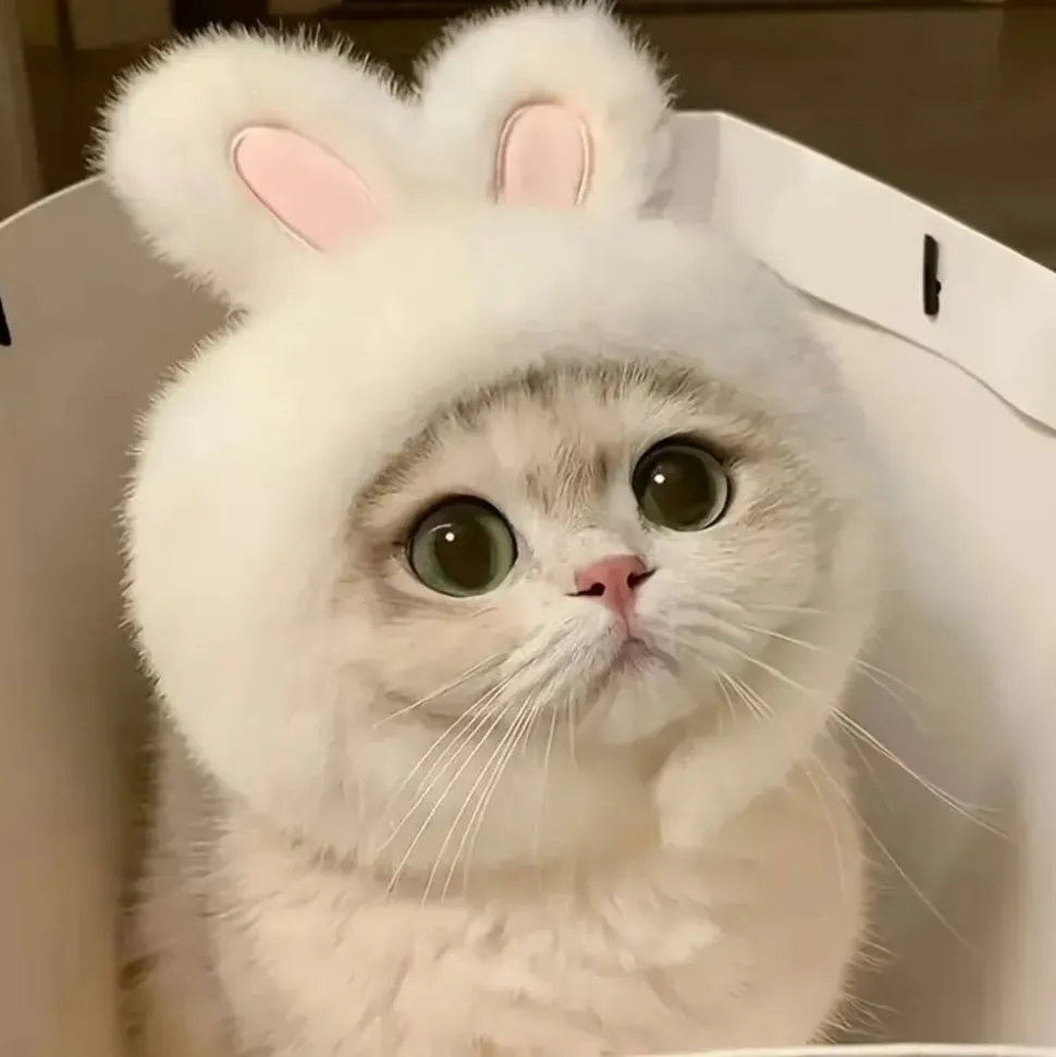 DOWNYPAWS - Chapeau de chat avec oreilles de lapin de pâques