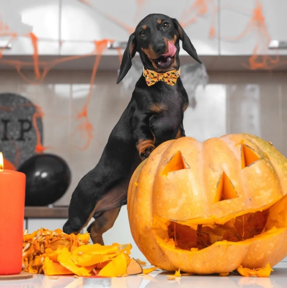 DOWNYPAWS - Collier pour chien d'halloween avec motifs de citrouille, fantôme et chauve - souris taille s : 1,5*40cm jaune