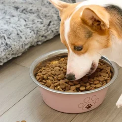 DOWNYPAWS - Gamelle en acier inoxydable pour chien et chat
