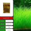 DOWNYPAWS - Graines d'herbe aquatique eleocharis parvula
