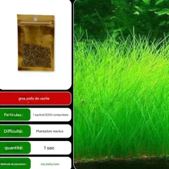 DOWNYPAWS - Graines d'herbe aquatique eleocharis parvula