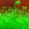 DOWNYPAWS - Graines d'herbe aquatique hemianthus micranthemoides