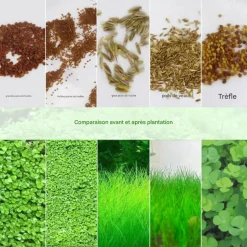 DOWNYPAWS - Graines d'herbe aquatique hemianthus micranthemoides