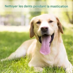 DOWNYPAWS - Jouets de tir à la corde