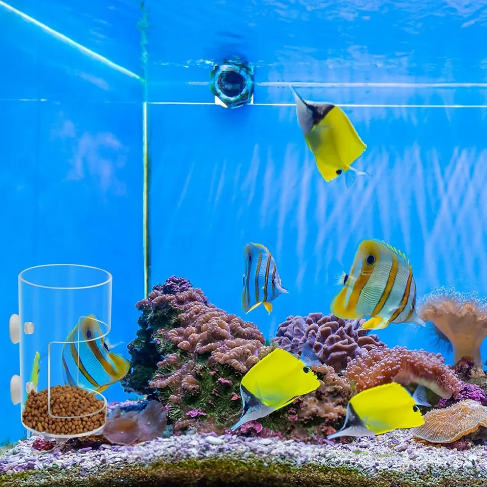 DOWNYPAWS - Plateau d'alimentation avec ventouse pour aquariums