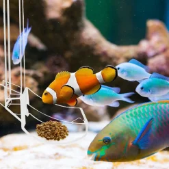 DOWNYPAWS - Plateau de nourriture transparent pour aquarium & crevettes l