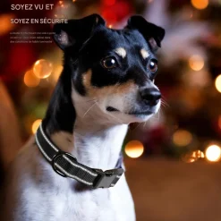 DOWNYPAWS - Réfléchissant collier pour chien