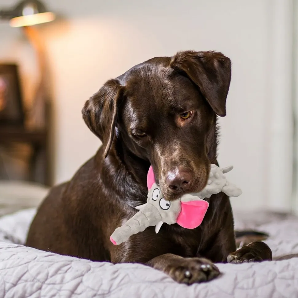 DTOPBUYAGE - Dtopbuyage jouet pour chien - en peluche, interactif