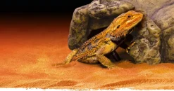 EXO TERRA - Cachette reptile grotte grand