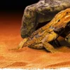 EXO TERRA - Cachette reptile grotte moyen