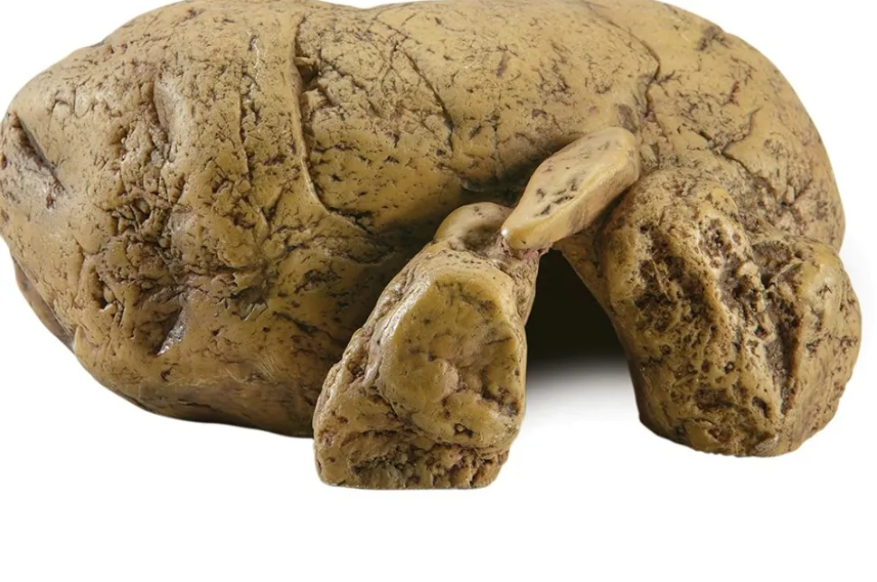 EXO TERRA - Cachette reptile grotte moyen