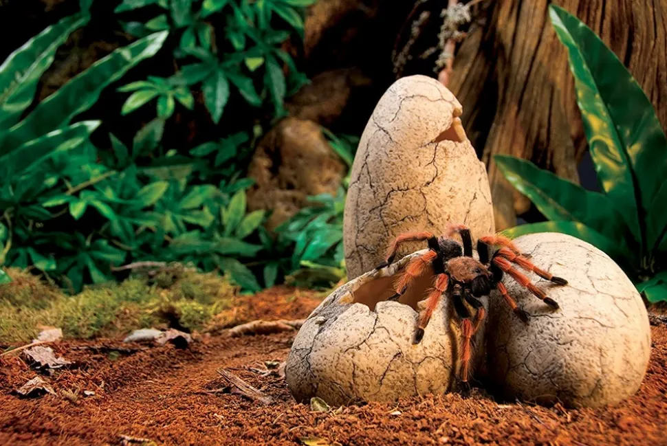 EXO TERRA - Exoterra cachette oeuf pour reptile moyen