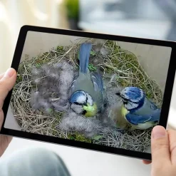 GREEN FEATHERS - Caméra wifi pour nichoir à oiseaux (avec cable 10 m inclus)