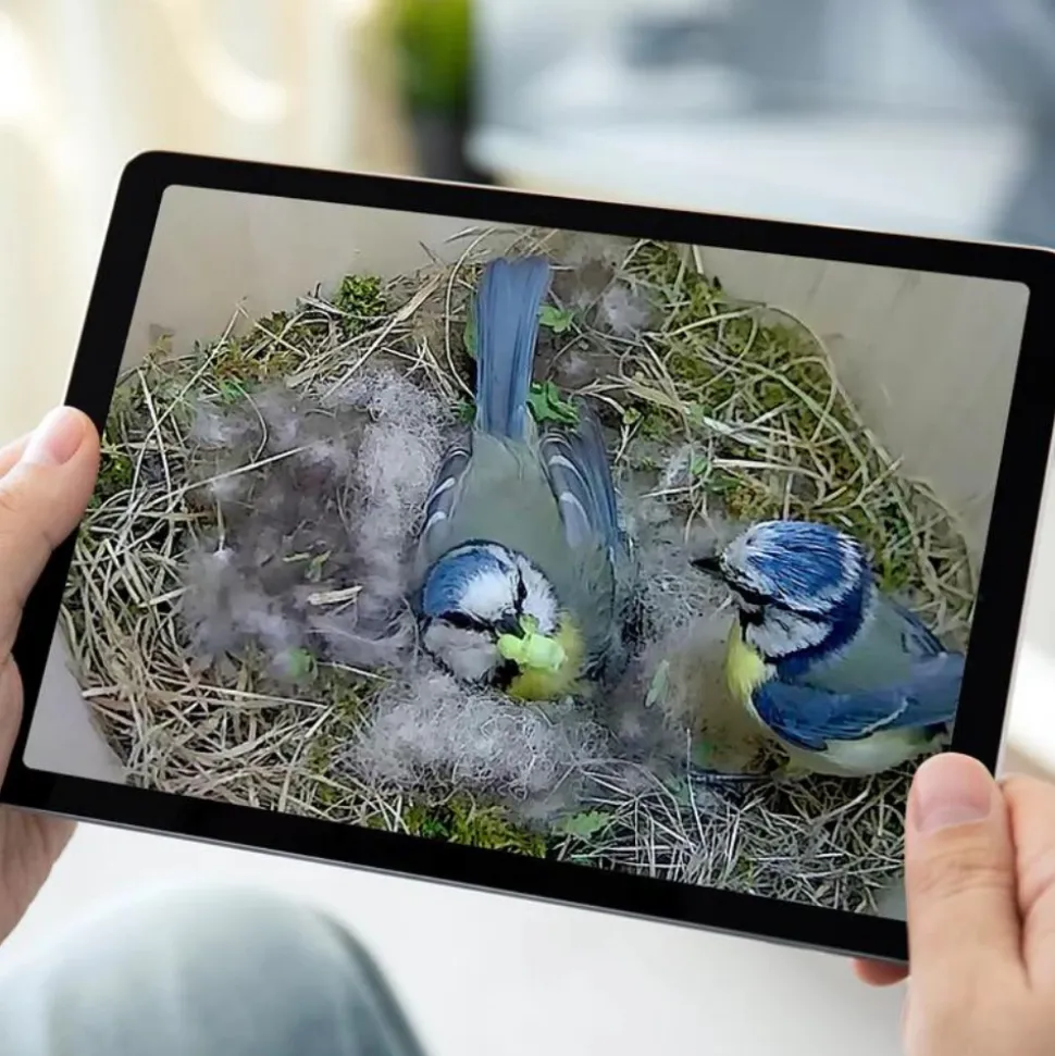 GREEN FEATHERS - Caméra wifi pour nichoir à oiseaux (avec cable 10 m inclus)