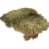 HOBBY - Mousse naturelle pour terrarium