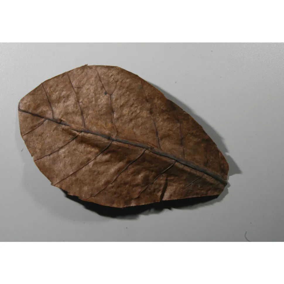 JBL - Feuilles de badamier aux vertus médicinales en format nano