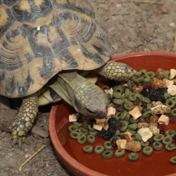 JBL - Fructil, alimentation pour tortues terrestres : 250ml