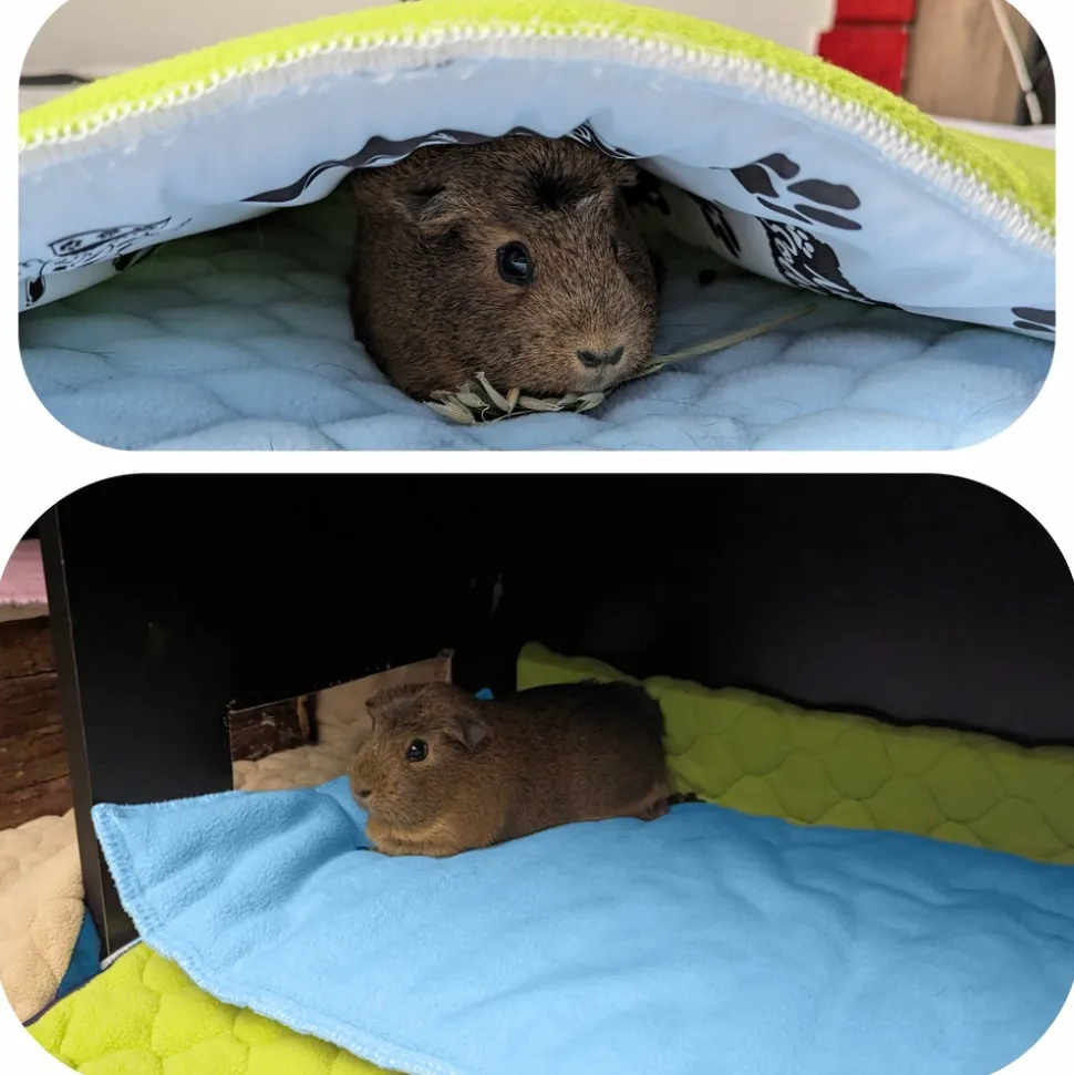 NEO SOLVO - Lot de 4 - tapis pour cochon d'inde et lapin en polaire 120 x 60 cm - polaire absorbant, lavable en machine, economique