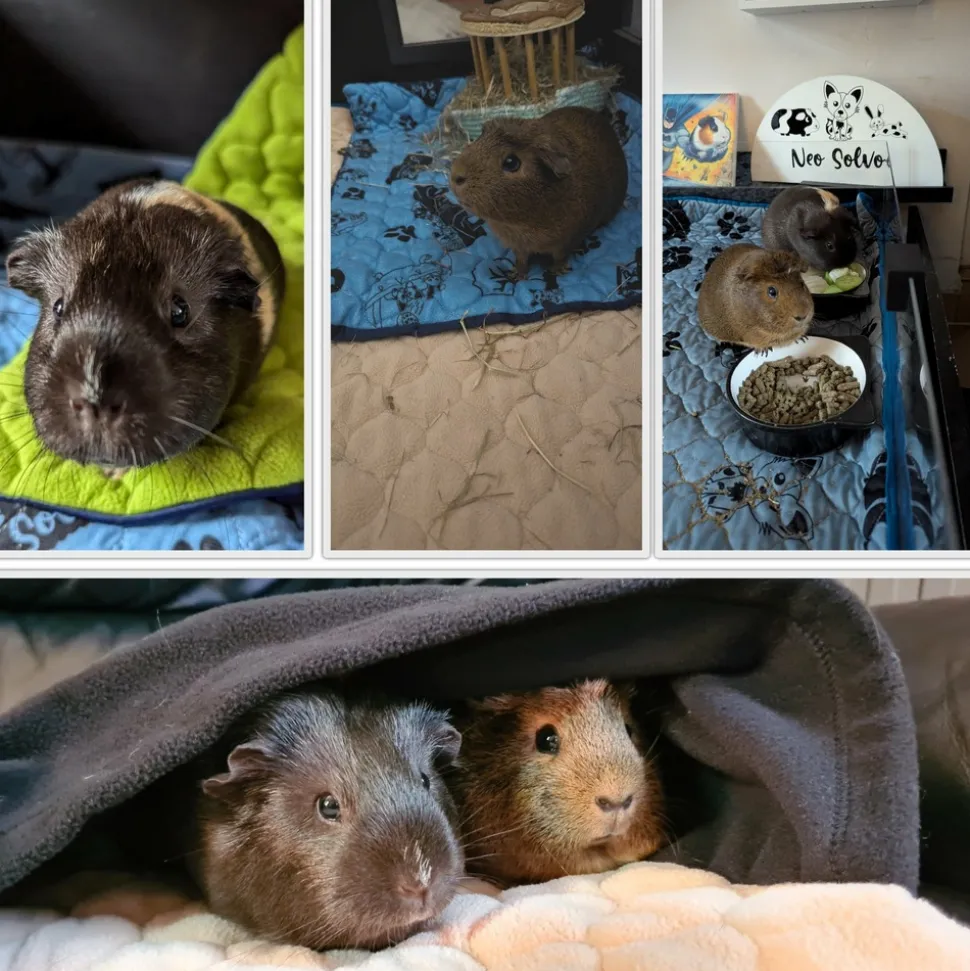 NEO SOLVO - Tapis qui remplace la litière pour cochon d'inde et lapin - absorbant, imperméable, passe en machine - 120 x 60 cm