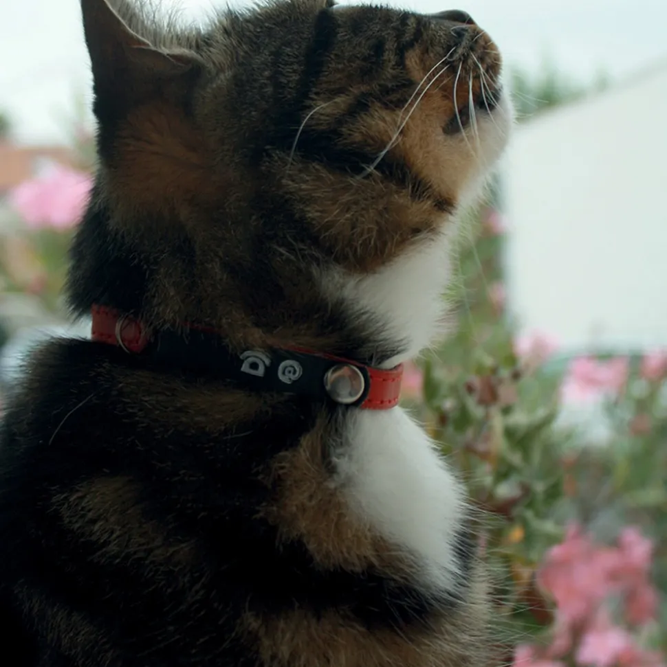 OH MY CAT - Collier en cuir porte adresse chat : rouge