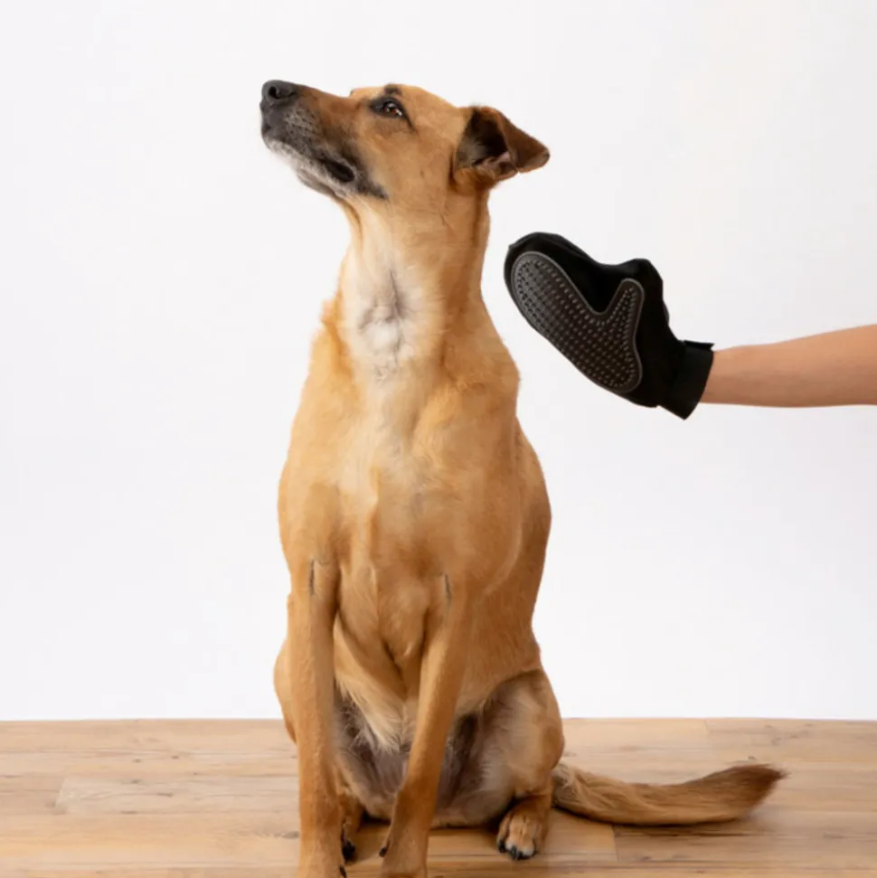 PARIS PRIX - Gant de brossage pour chien & chat "1 face" 24cm noir