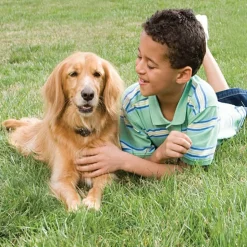PETSAFE - Système de clôture au sol pr chiens de taille de plus de 3,6kg