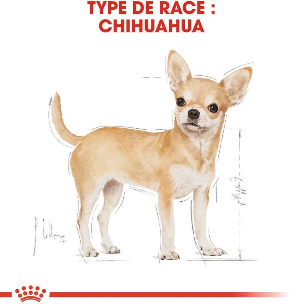 ROYAL CANIN - Croquettes chien Chihuahua Adulte plus de 8 mois 1,5kg