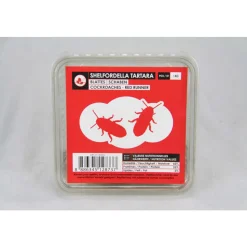 STOFFELS - Blattes pour alimentation reptiles, taille M, 12 pièces